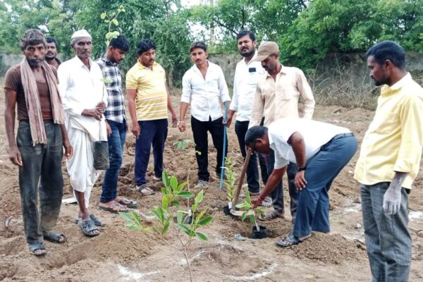 Javal ni plant tree