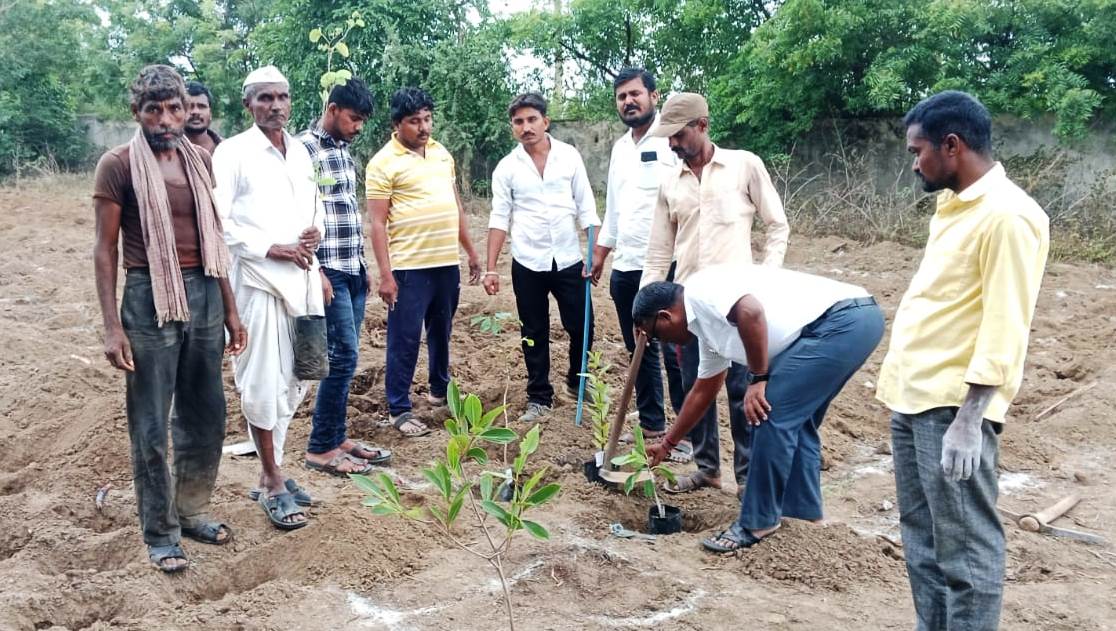 Javal ni plant tree